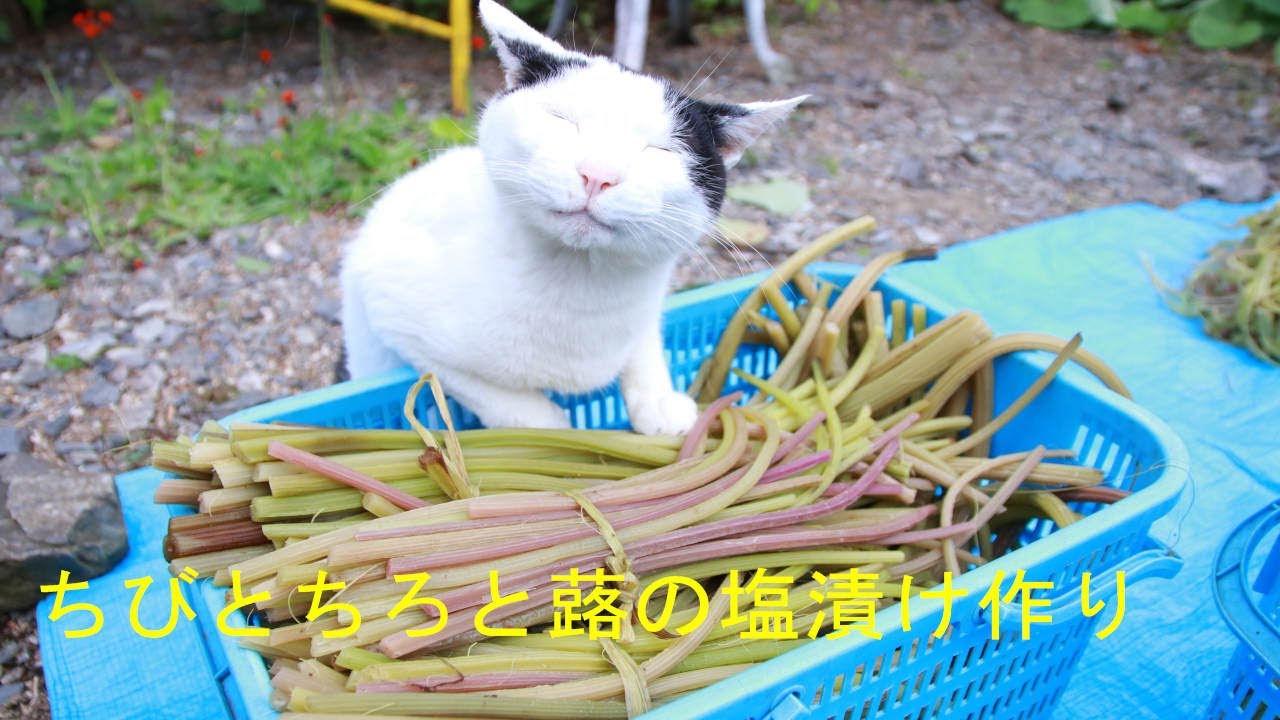 ちびとちろと蕗の塩漬け作り 220706