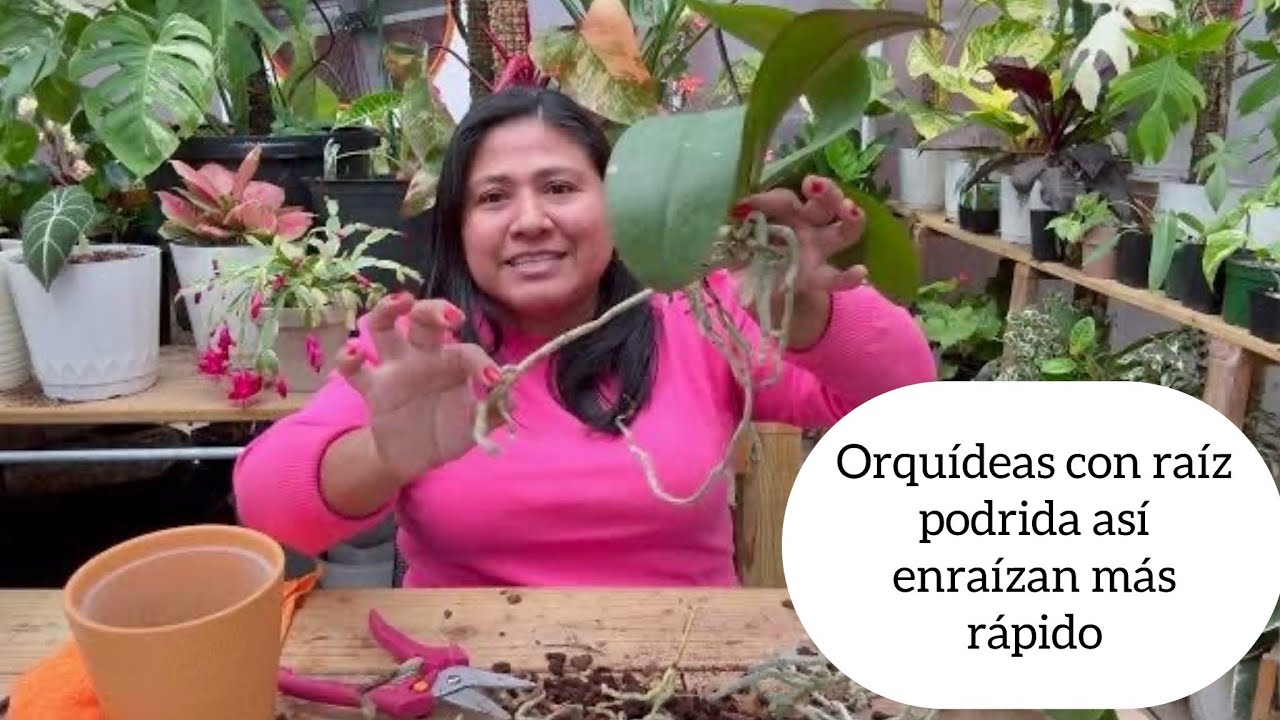 ORQUÍDEAS CON RAIZ PODRIDA cómo rescatarla y enraízan más raído