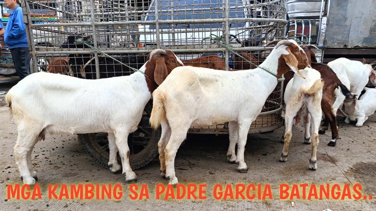 Mga kambing sa padre Garcia Batangas .