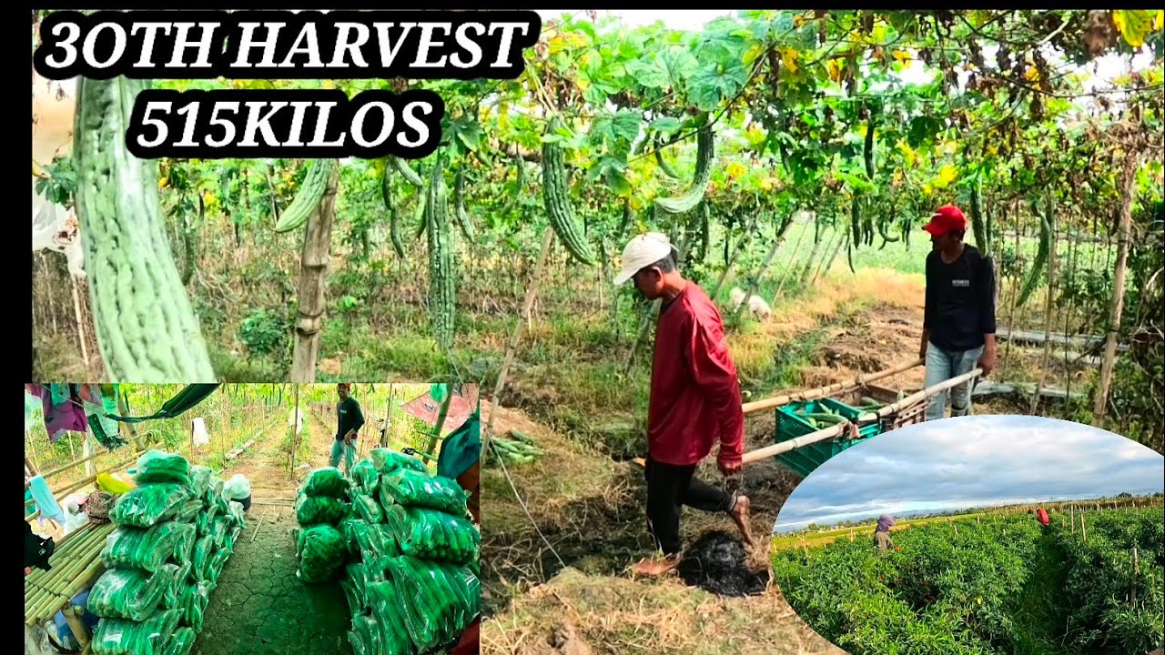 30TH AMPALAYA HARVEST 515 KILOS ,KASALUKUYAN NA RIN ANG PITAS. SA SILI 