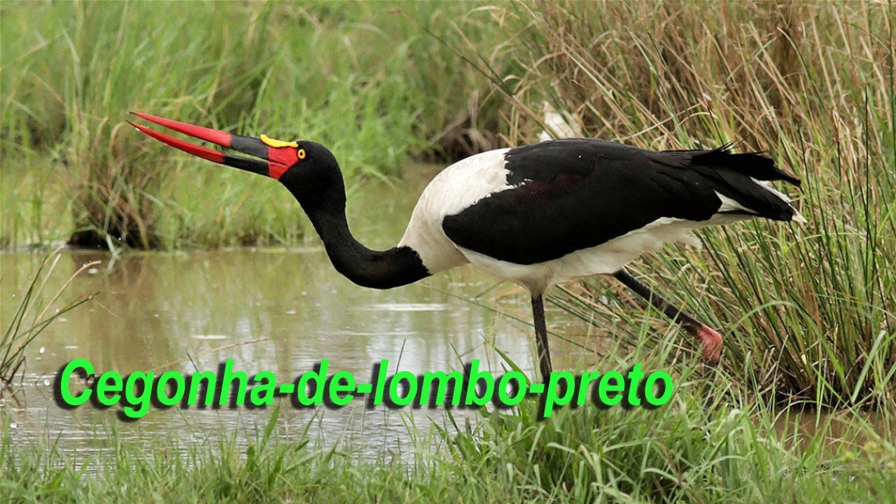 CEGONHA DE LOMBO PRETO | TUIUIÚ AFRICANO