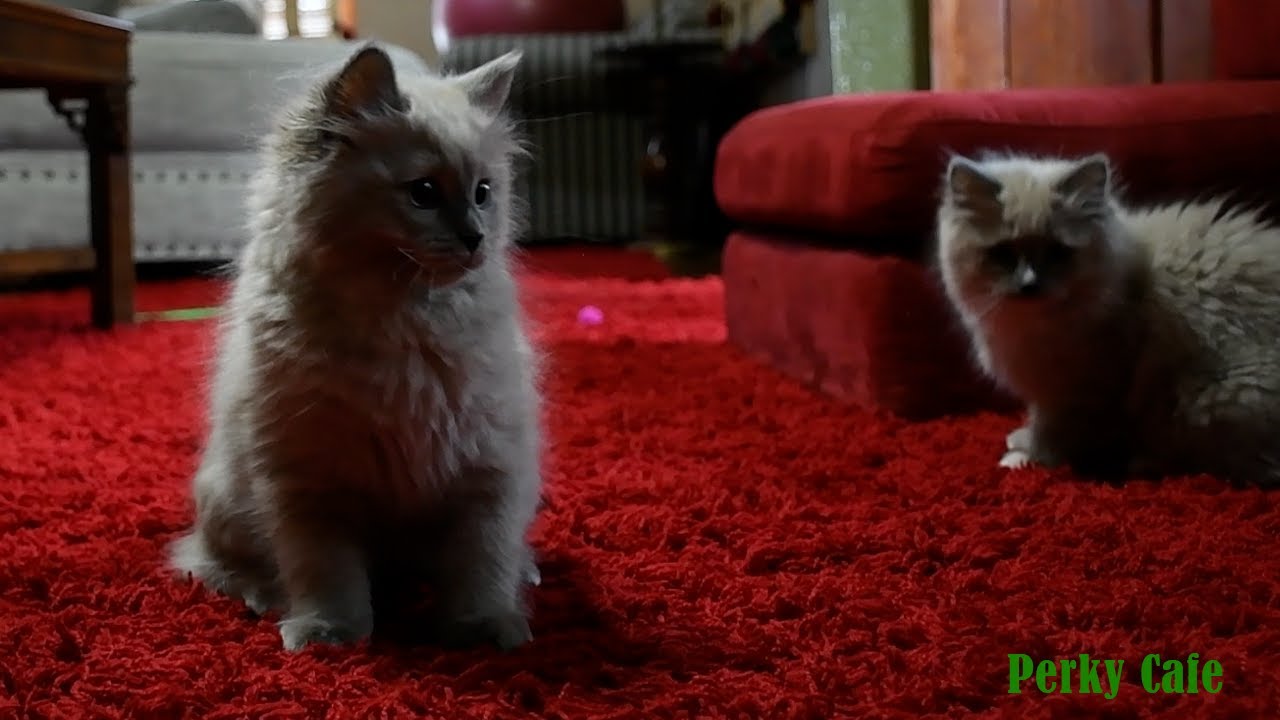 Ragdoll Kittens We Love to Play!