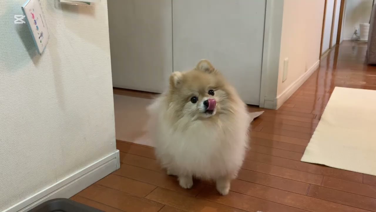 早朝からマフィンビーム【ロングバージョン】🧁▒▓█▇▆▅▃▂▁ԅ(¯Д¯ԅ)🍠