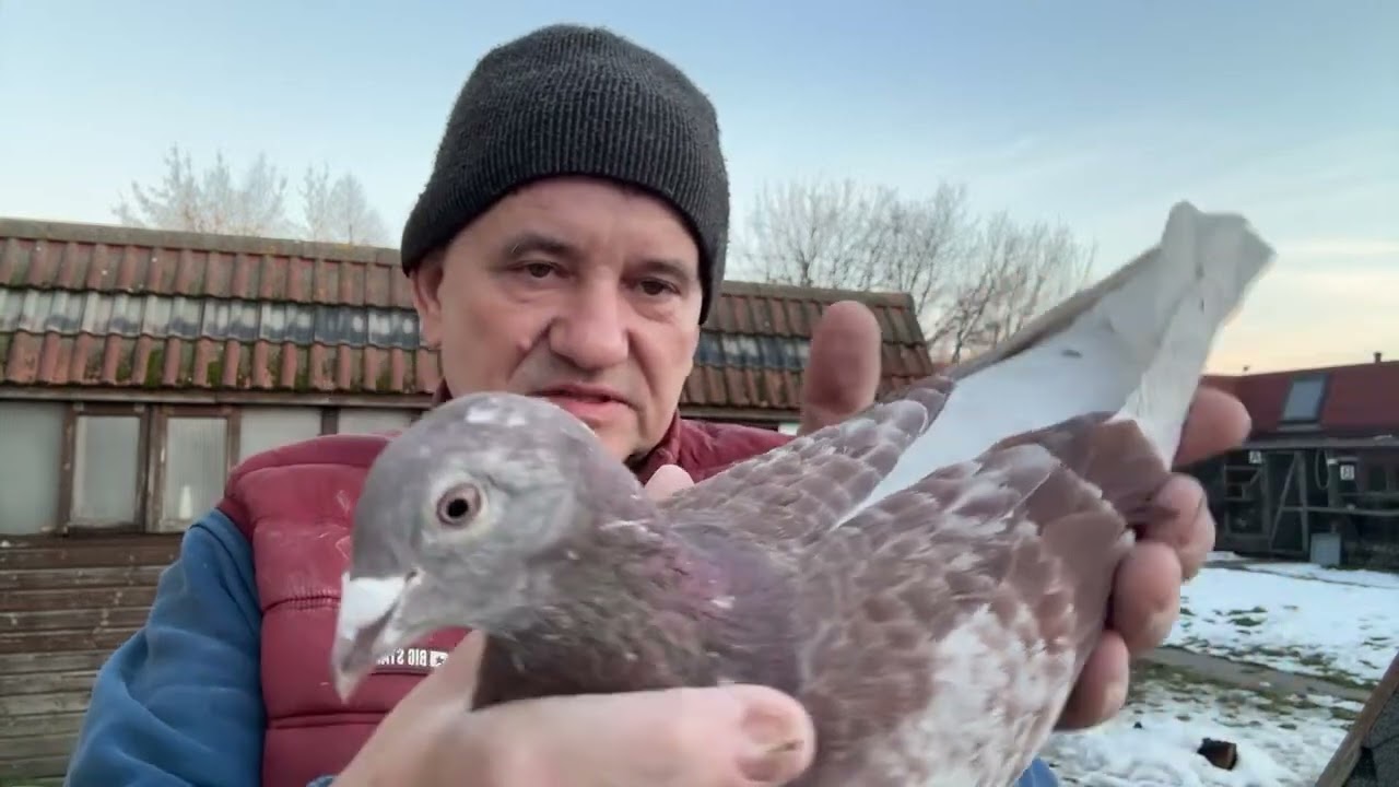 Gołębie z likwidacji hodowli Szwajcaria od Adamka 513016809 Artur Pawelec