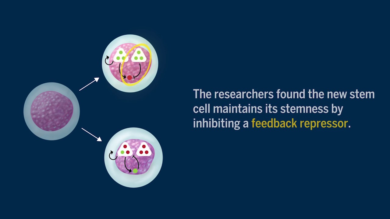 LSI News: Stem Cell Self-Renewal & Restriction