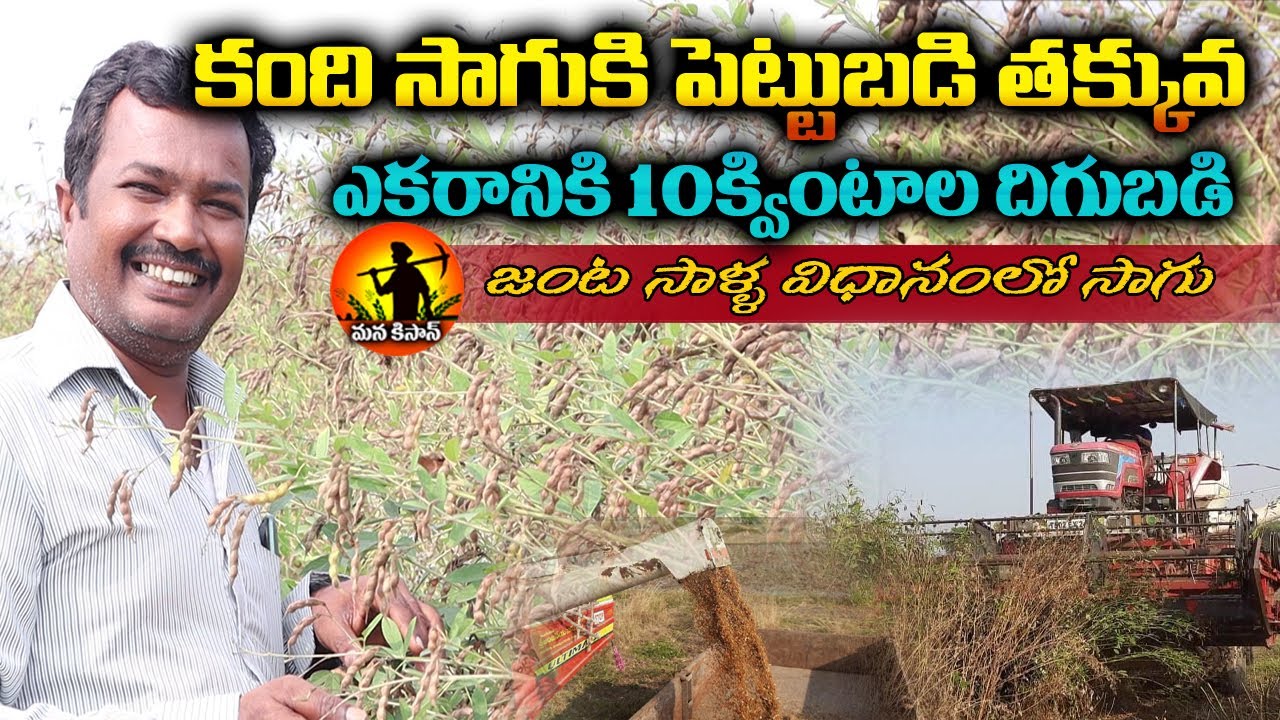 కంది సాగు | Kandi Sagu || Red Gram Cultivation | Kandhi Panta | Colombo Kandi Farming | Manakisan tv