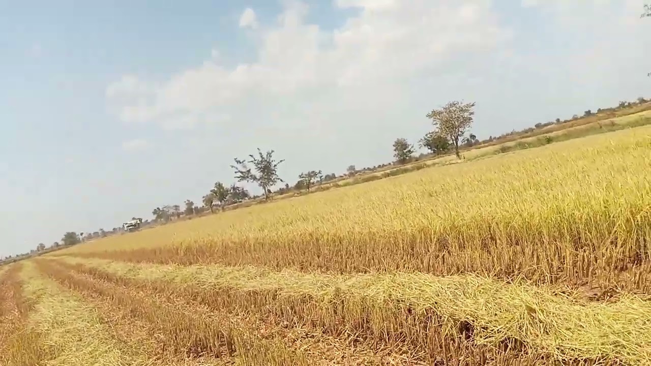 មកមើលម៉ាស៊ីនច្រូតស្រូវប្រាំង
