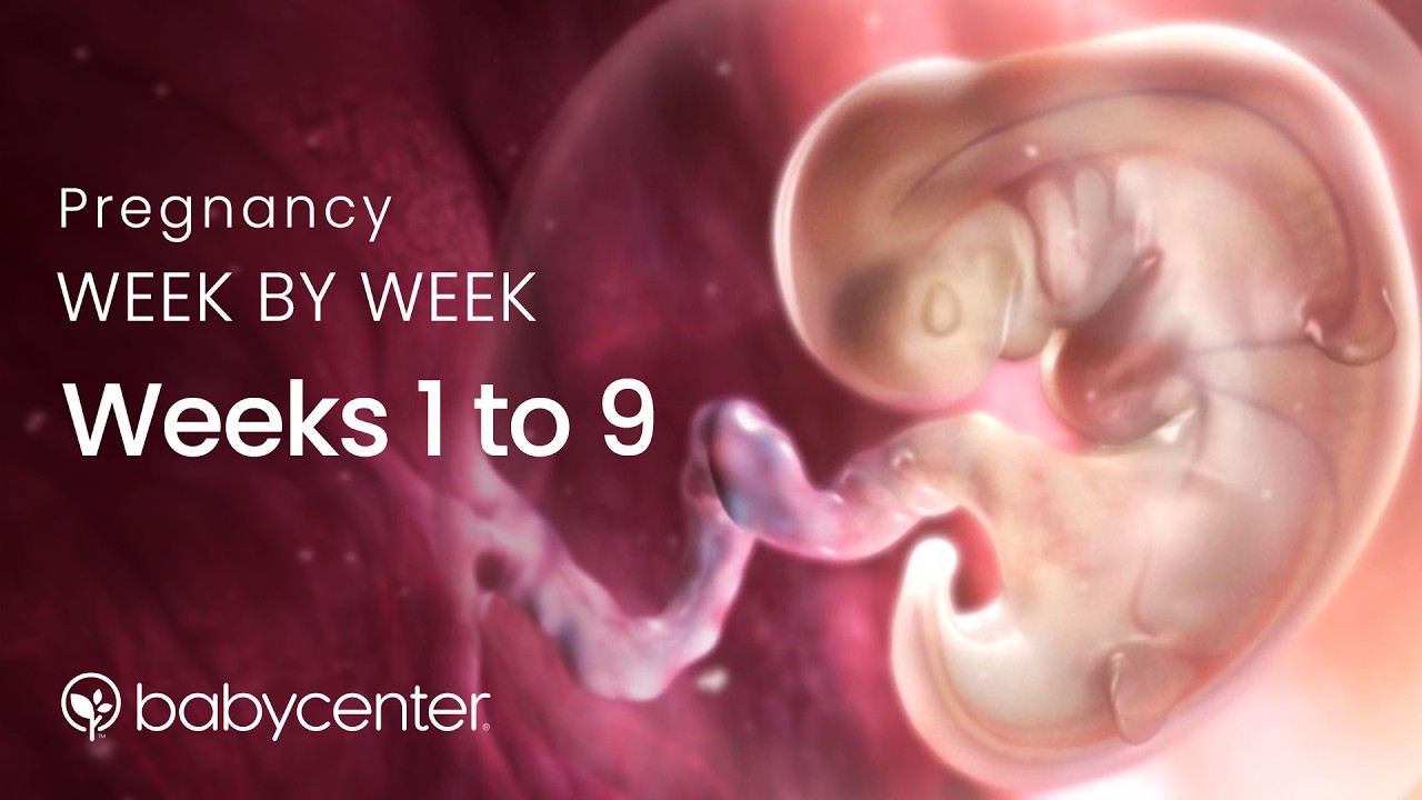Inside Pregnancy: Weeks 1-9 | BabyCenter