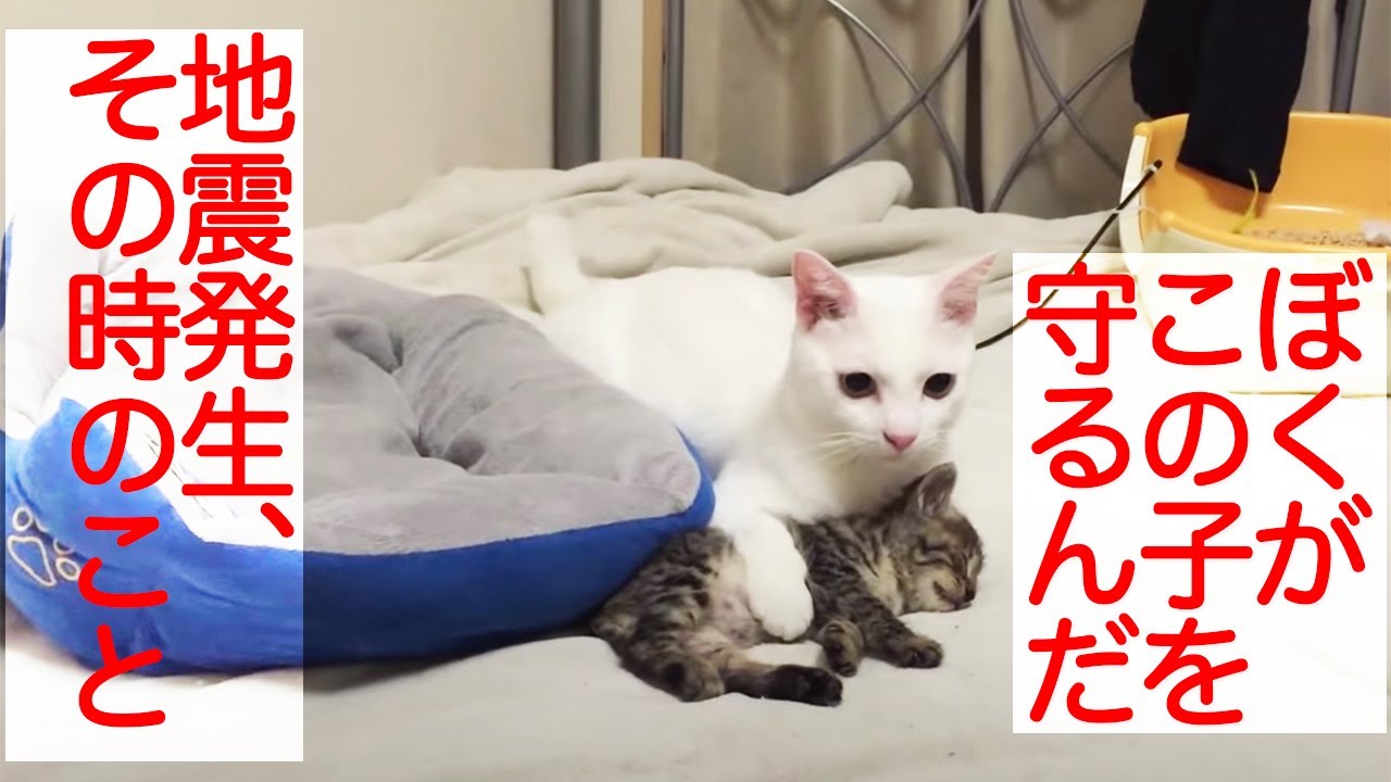 【宇宙猫兄弟】保護猫1号、保護子猫を地震から身を挺して守る　My spacecat protected the rescued kitten