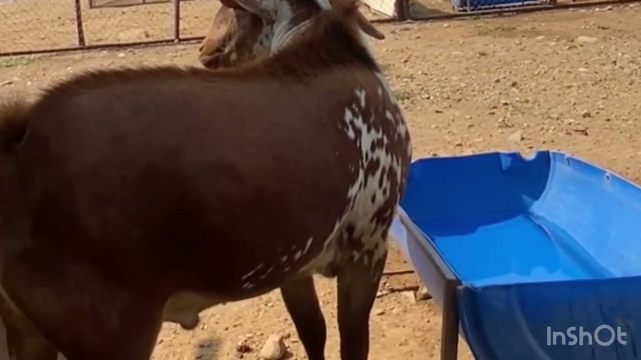 مراح النوادر 