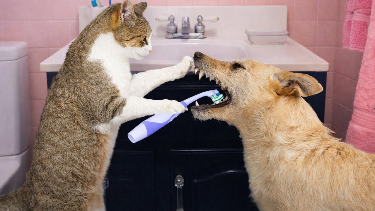 When KITTENS Boss Around BIG DOGS 😲😹 NEW Funniest Cats Video🐶😂