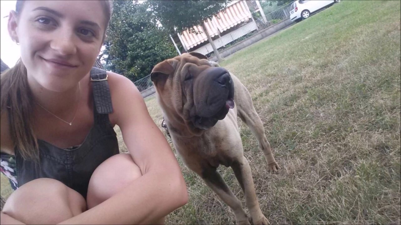 Il mio sharpei