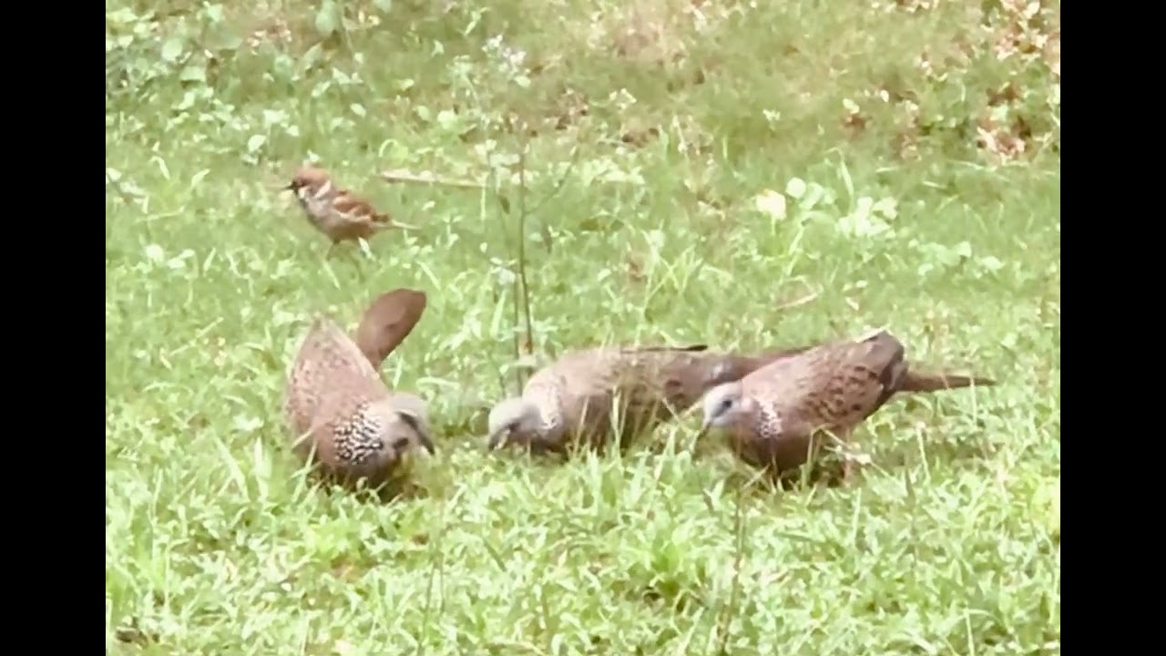 BURUNG TEKUKUR LIAR sdg makan beras,pd tgl 21 Februari 2026,di taman blk rumah kami Cigadung,Bandung