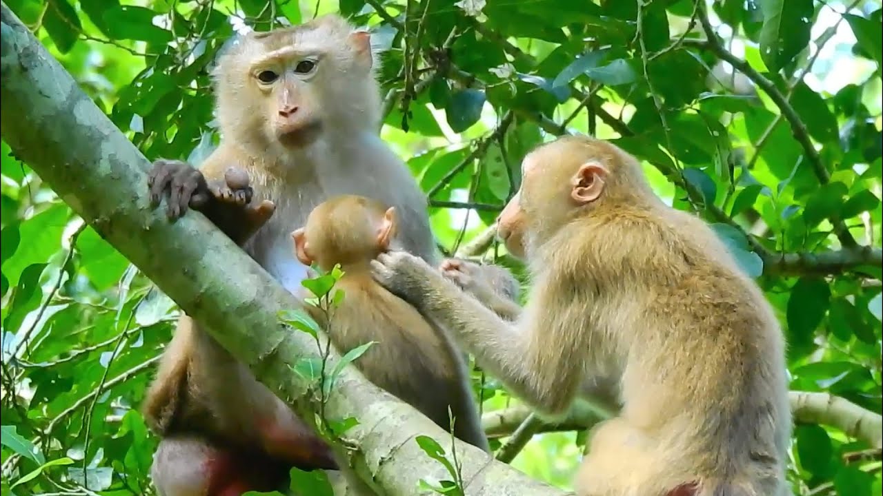 Monkey Nala gets jealous of Ashley adopt little baby Amanda, Nala want to have own babe like Amanda