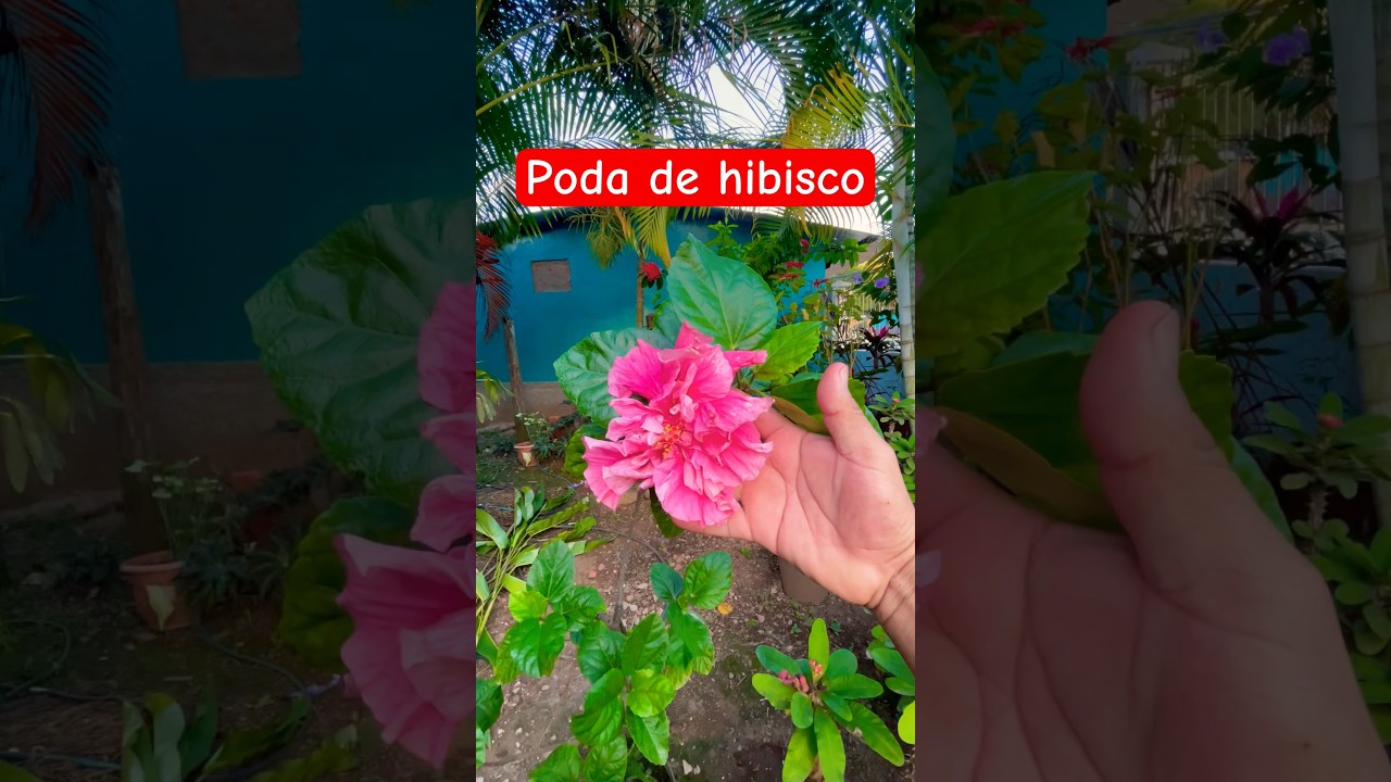 Por qu&eacute; debes PODAR tus plantas de HIBISCO para que est&eacute;n BELLOS y con m&aacute;s flores #plantas #flores
