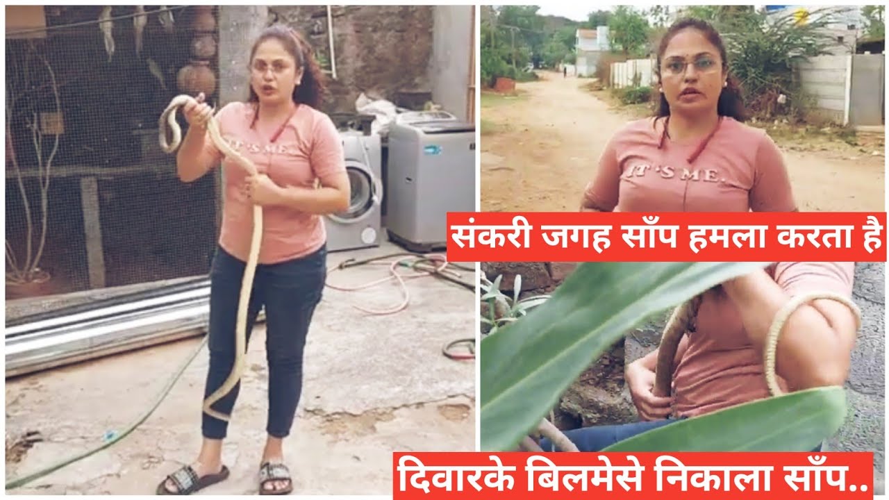 संकरी जगह पर साँप हमला करता है.. मुश्किल जगहपर दीवार के बिलमे छिपा था यह साँप