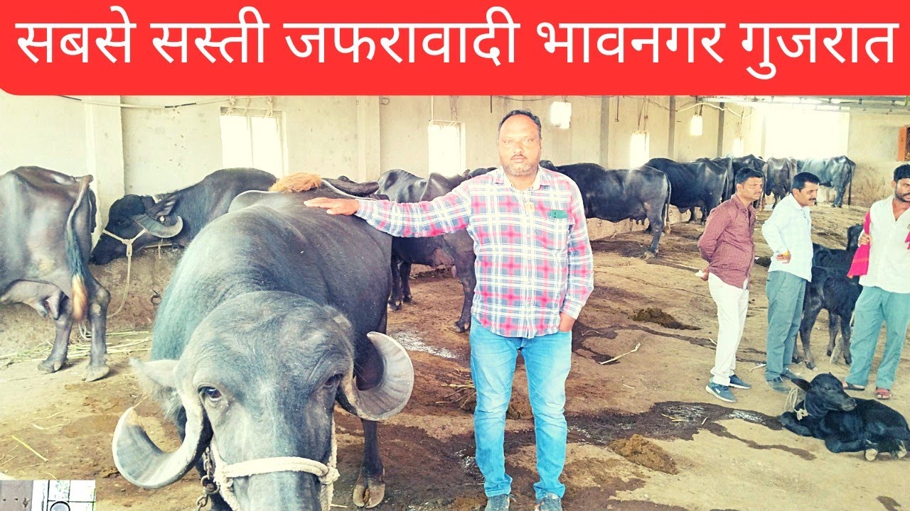 भारत कि सबसे सस्ती जफरावादी भावनगर गुजरात #dairybusiness#dairysolutionbysatish#