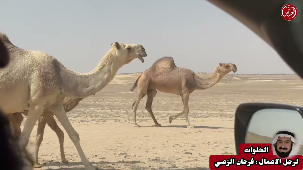 منقية الحلوات لرجل الاعمال : فرحان الزعبي