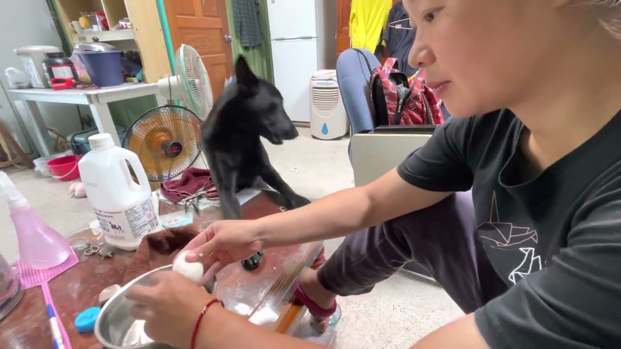 TAIWAN BLACK DOG COLA