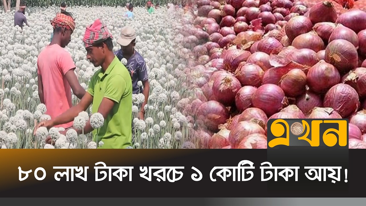 ঠাকুরগাঁওয়ে 'কালো সোনা'র চাষে আগ্রহ বেড়েছে কৃষকদের | Thakurgaon News | Onion Seed | Ekhon TV