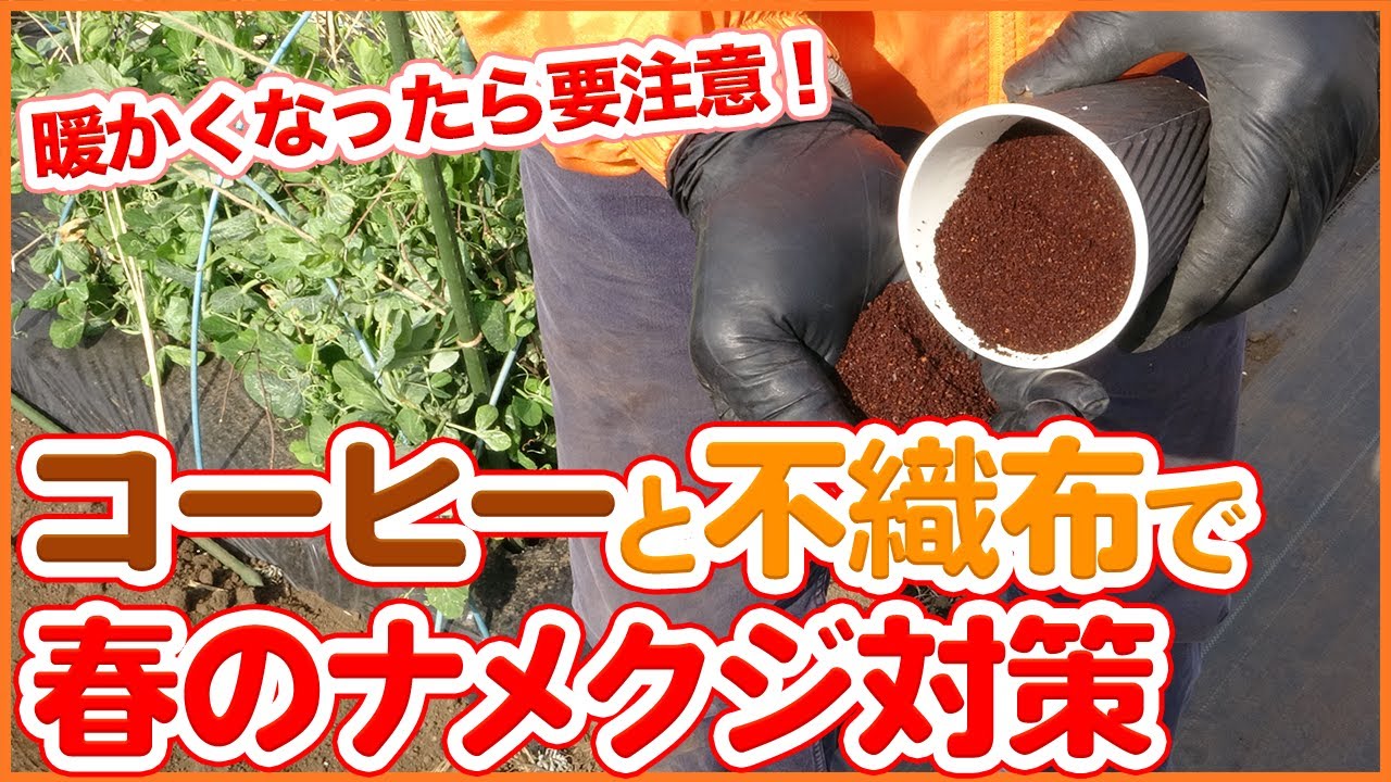 家庭菜園や農園のイチゴ栽培や春キャベツ栽培で要注意！コーヒーと不織布でナメクジ対策！害虫対策方法を徹底解説！【農園ライフ】
