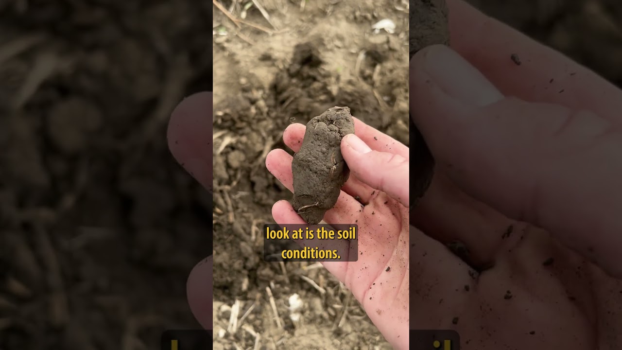 How to Evaluate Your Soil for Corn Planting