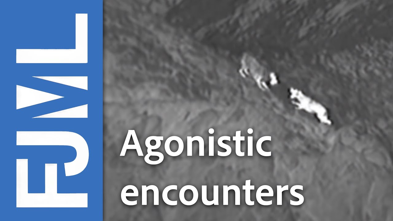 DOGS vs WOLVES : agonistic interactions - CanOvis night monitoring - IPRA - #8.1