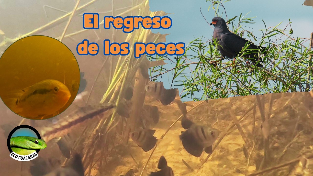 Así regresaron los peces a los humedales secos
