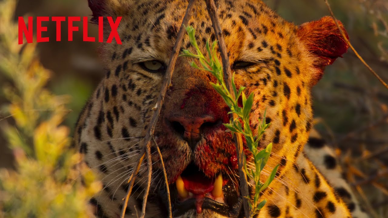 父ヒョウと放浪のオスヒョウが対面した結果🐆 | ヒョウと生きる | Netflix Japan
