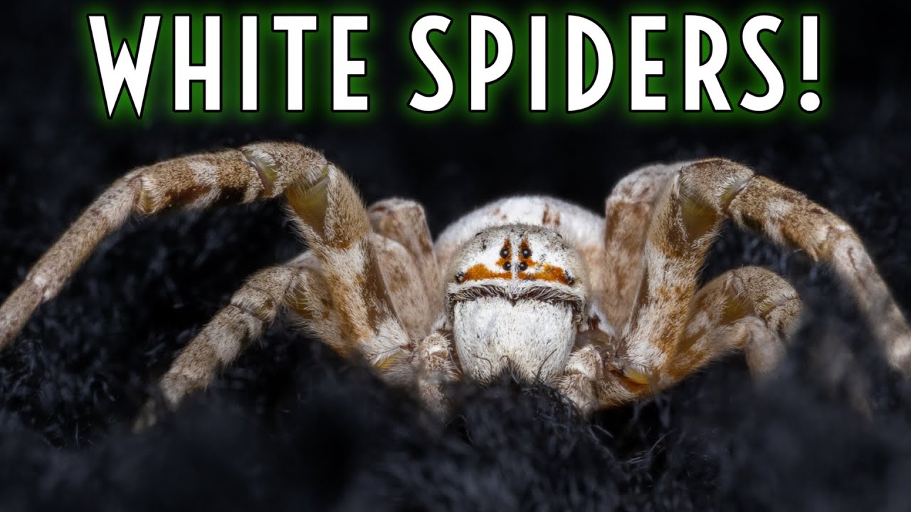 Белая Вдова, Пустынный Бархатный Паук И ДРУГИЕ из обзора Ty Dye Exotics!