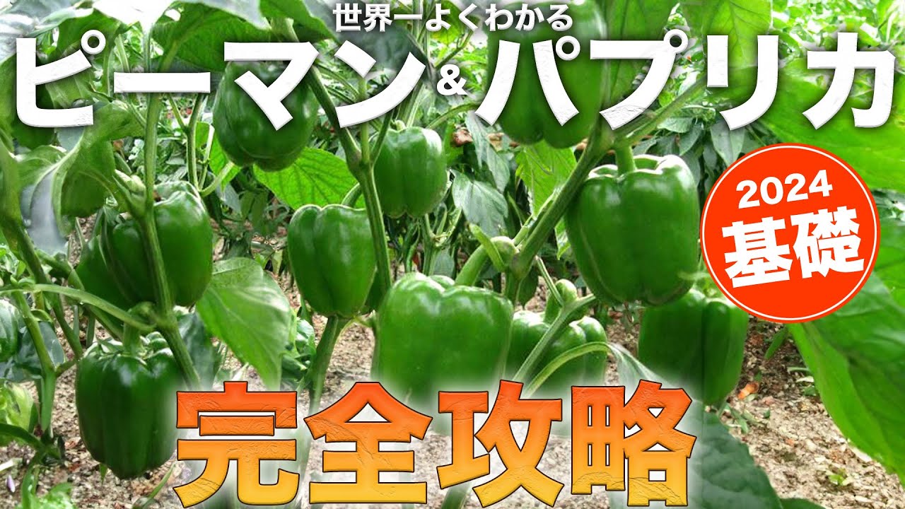 【図解】ピーマン・シシトウ・唐辛子・パプリカ栽培総まとめ【育てるなら知っておきたい基礎】