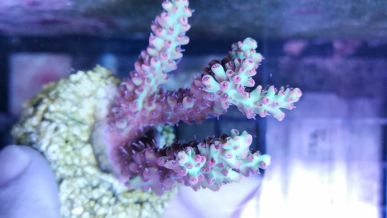 Acropora Microclados strawberry shortcake -M Coral gandalf