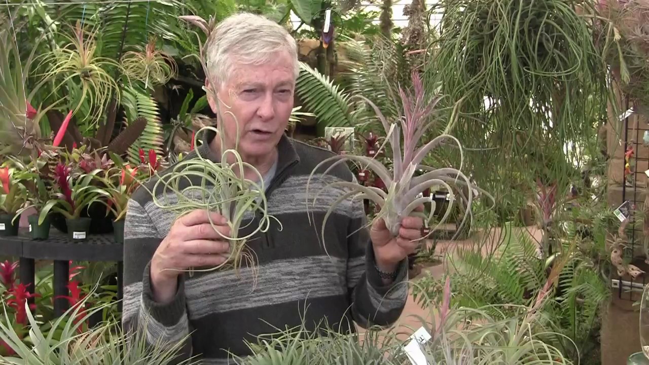 Tilly Talks with Paul Isley: Magnificent Tillandsias