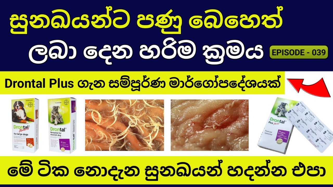 ඔබේ සුරතලාටත් Drontal Plus පණු බෙහෙත් | පණු බෙහෙත් දෙන හරිම විදිය | Deworming for Dogs