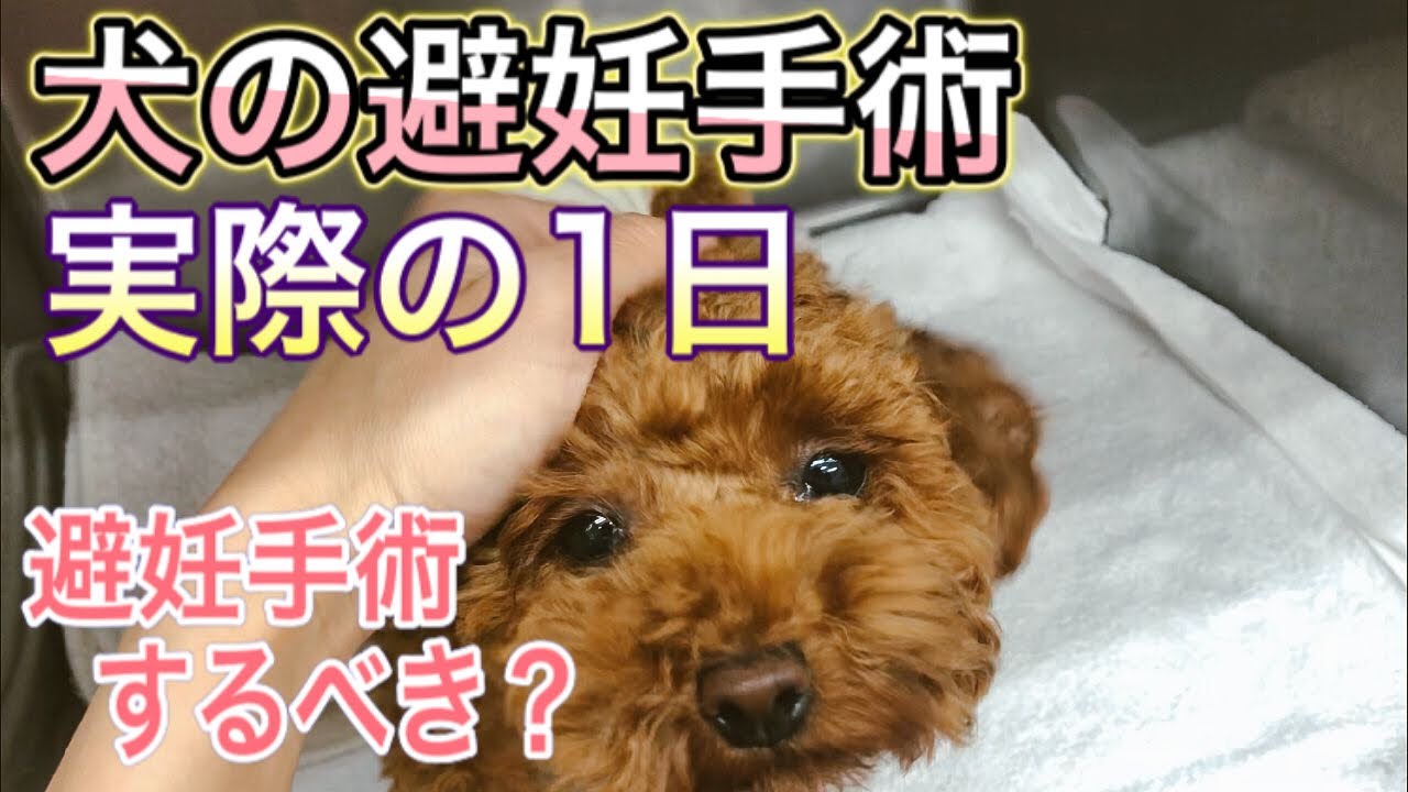 【犬の避妊手術】した方が良い？タイミングやメリット、デメリットは？獣医師が解説。実際の避妊手術の1日を紹介！