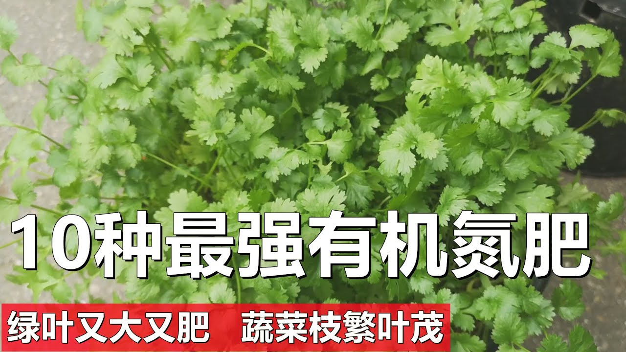 10种有机氮肥让蔬菜枝繁叶茂 These 10 organic nitrogen fertilizers make vegetables flourish
