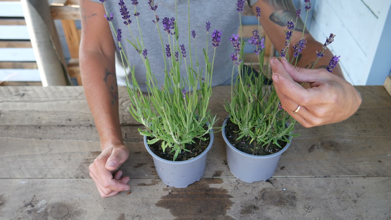 Cutting Hidcote Lavender for Dried Flowers: Top Tips!! - Lavender World