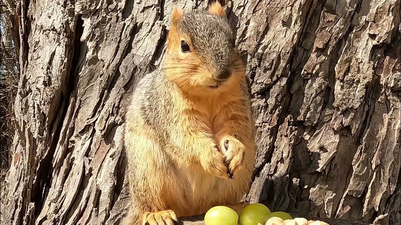 Pet TV-Cute Red Fox Squirrels & birds at The Pleasant Tree