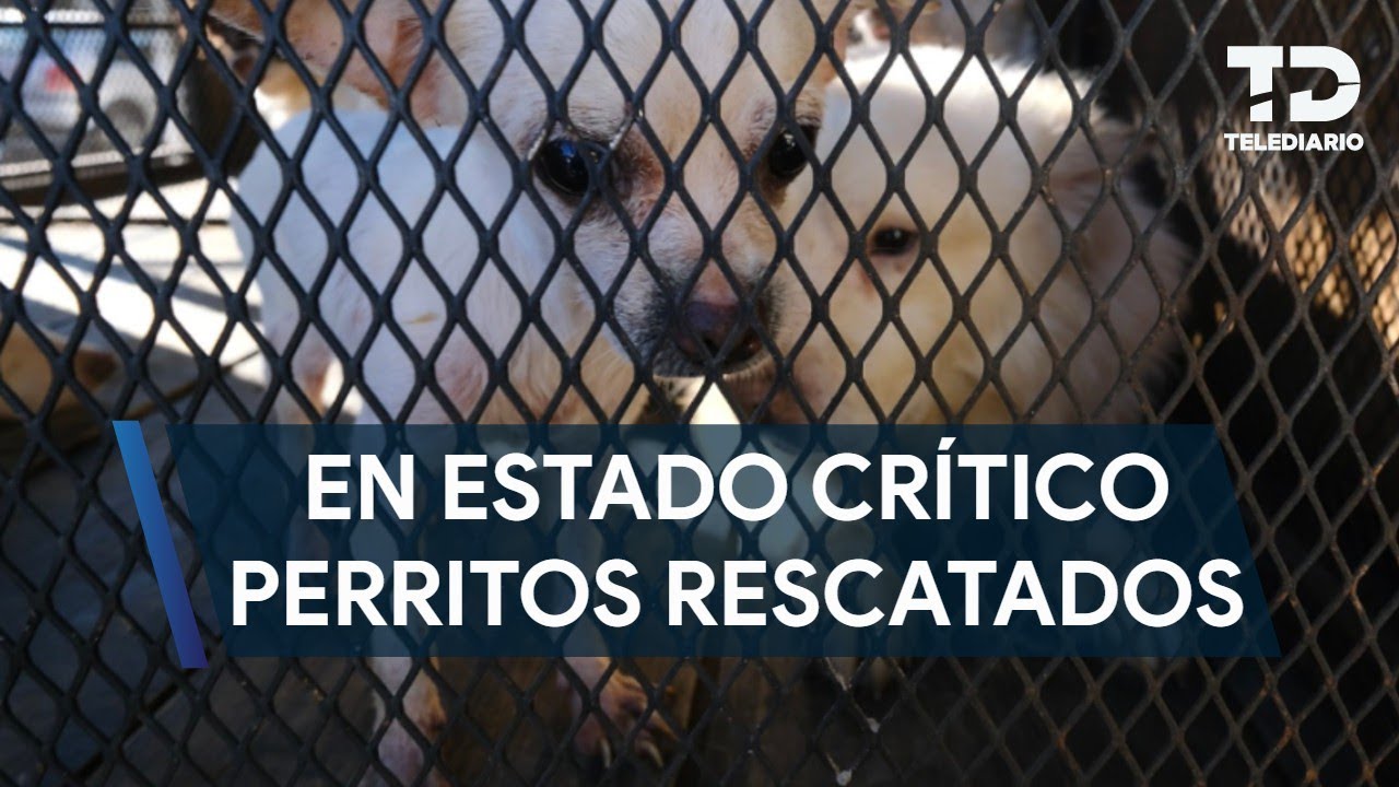 Los 52 perritos rescatados en departamento de Guadalajara se encuentran críticos de salud