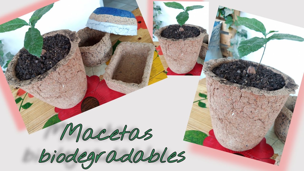 Macetas biodegradables, reciclando aserrín.. Biodegradable pots, recycling sawdust.