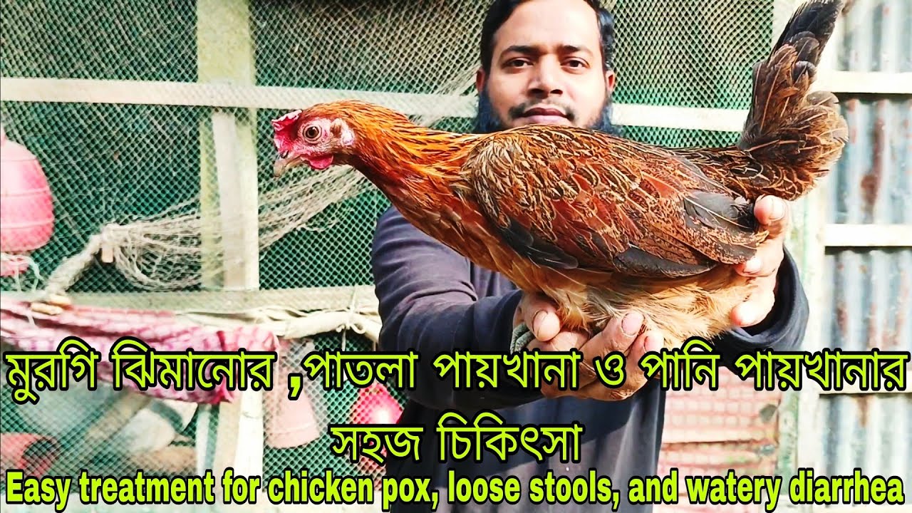 মুরগির পাতলা ও পানি পায়খানার চিকিৎসা Treatment for diarrhea and watery stool in chickens
