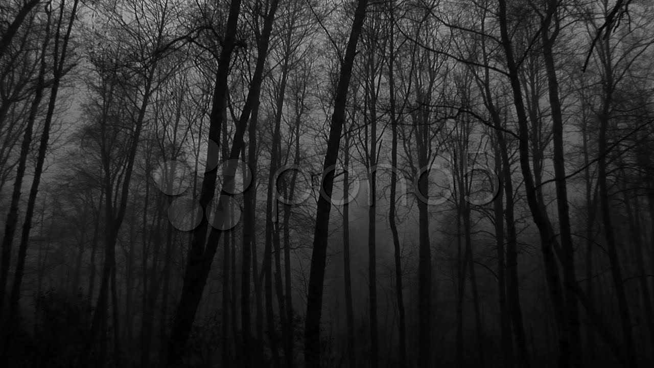 Dark Foggy Woods-Zoom In Just Before Nightfall. Angeles Forest.. Stock Footage