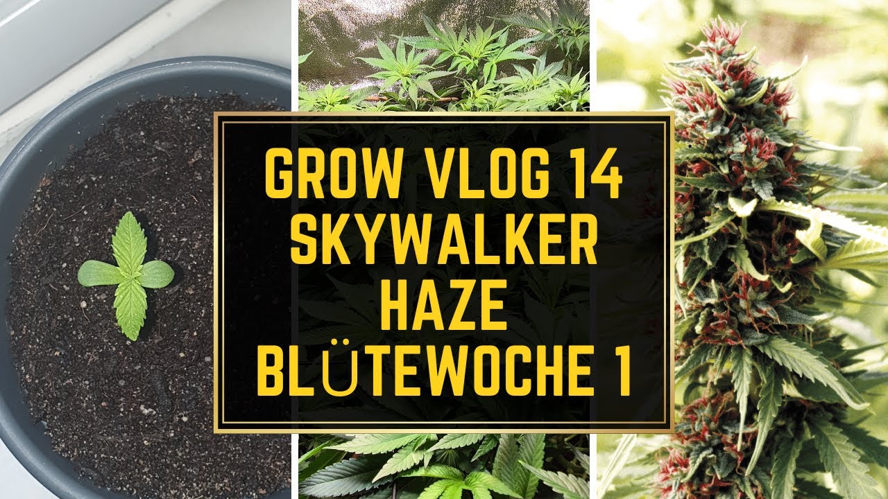 Skywalker Haze Blütestretch und Pflege im Growzelt | Grow Vlog 14