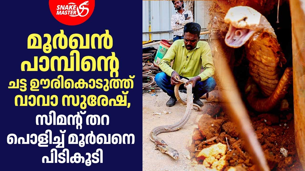 EP 28 | മൂർഖൻ പാമ്പിന്റെ ചട്ട  ഊരികൊടുത്ത് വാവാ സുരേഷ് | Cobra Rescue | Vava Suresh | Snakemaster