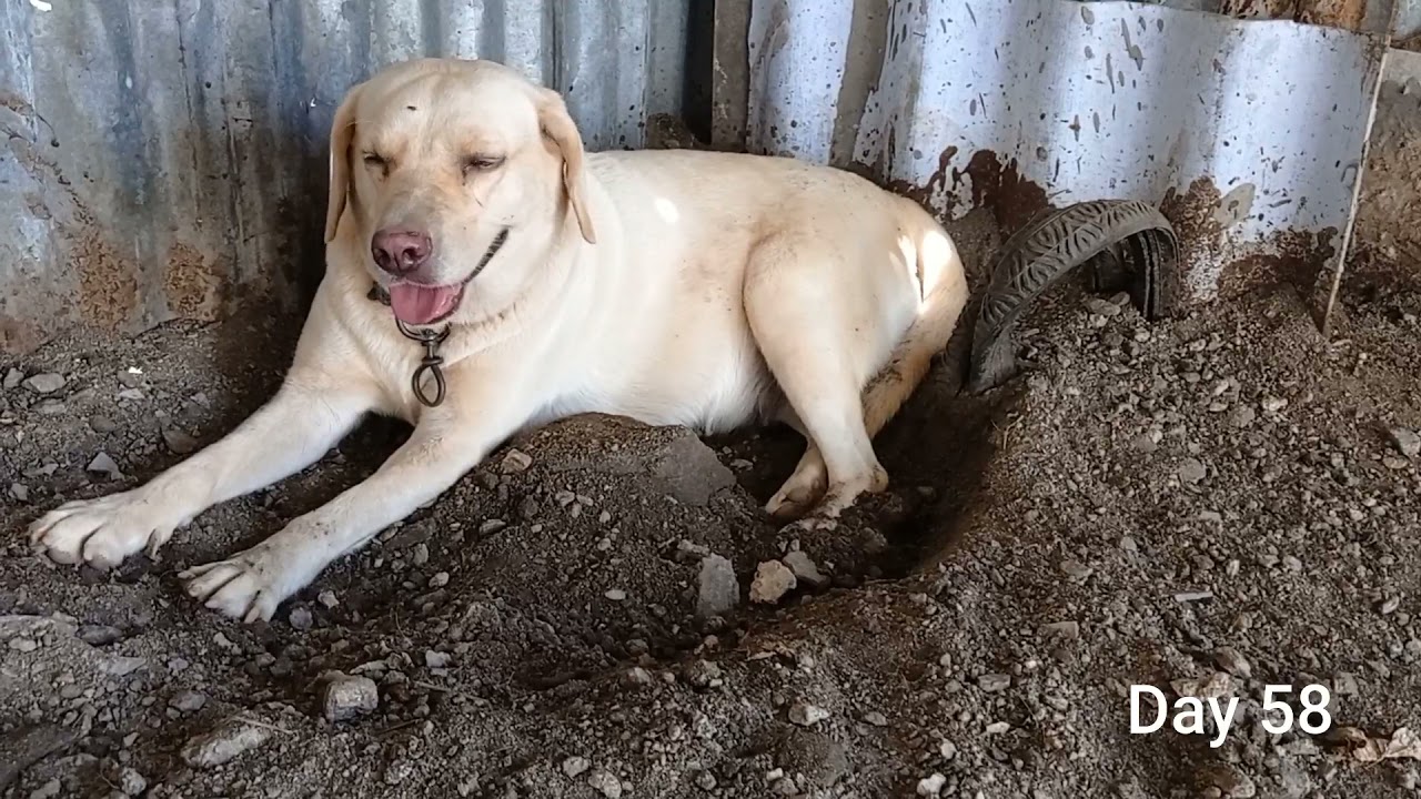 Labrador miniature pregnant 57 days to 65 days