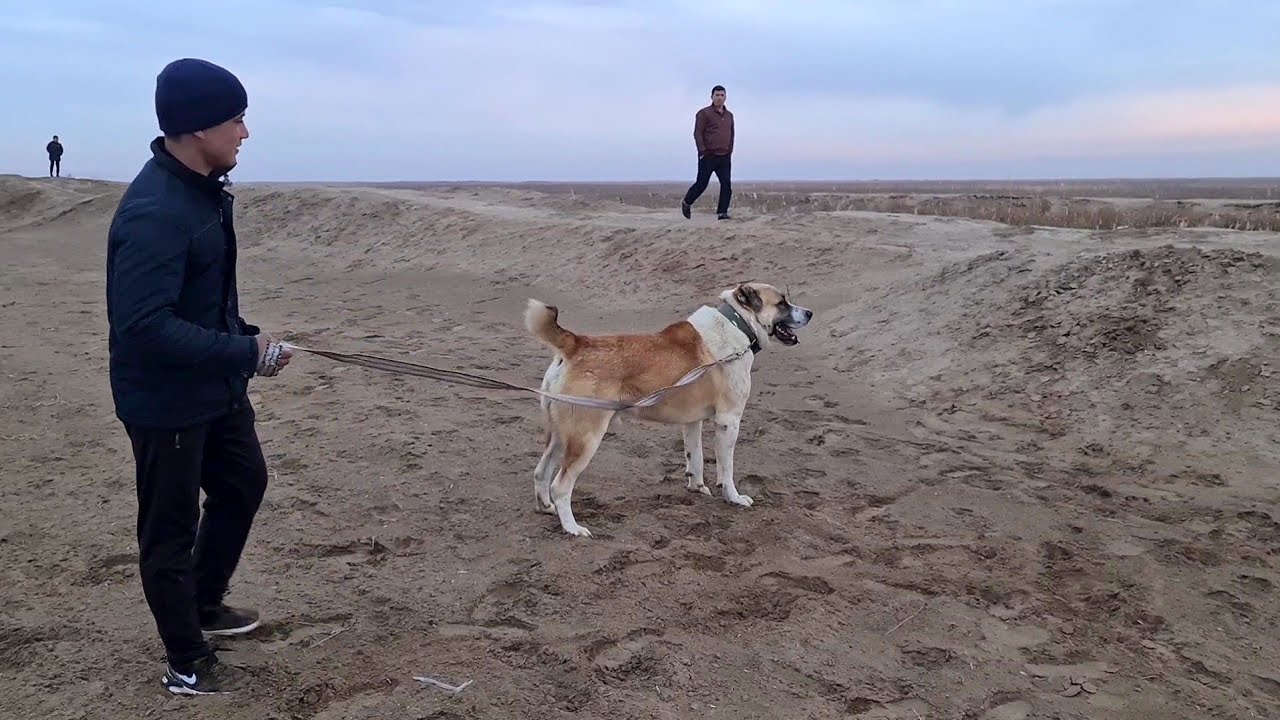 Турнир Тест Испытаний Теджен!