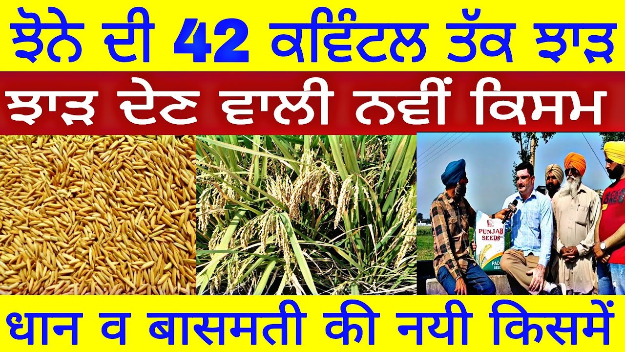 New Paddy seed varieties New variety of paddy yielding up to 42 quintals and new varieties of bas...