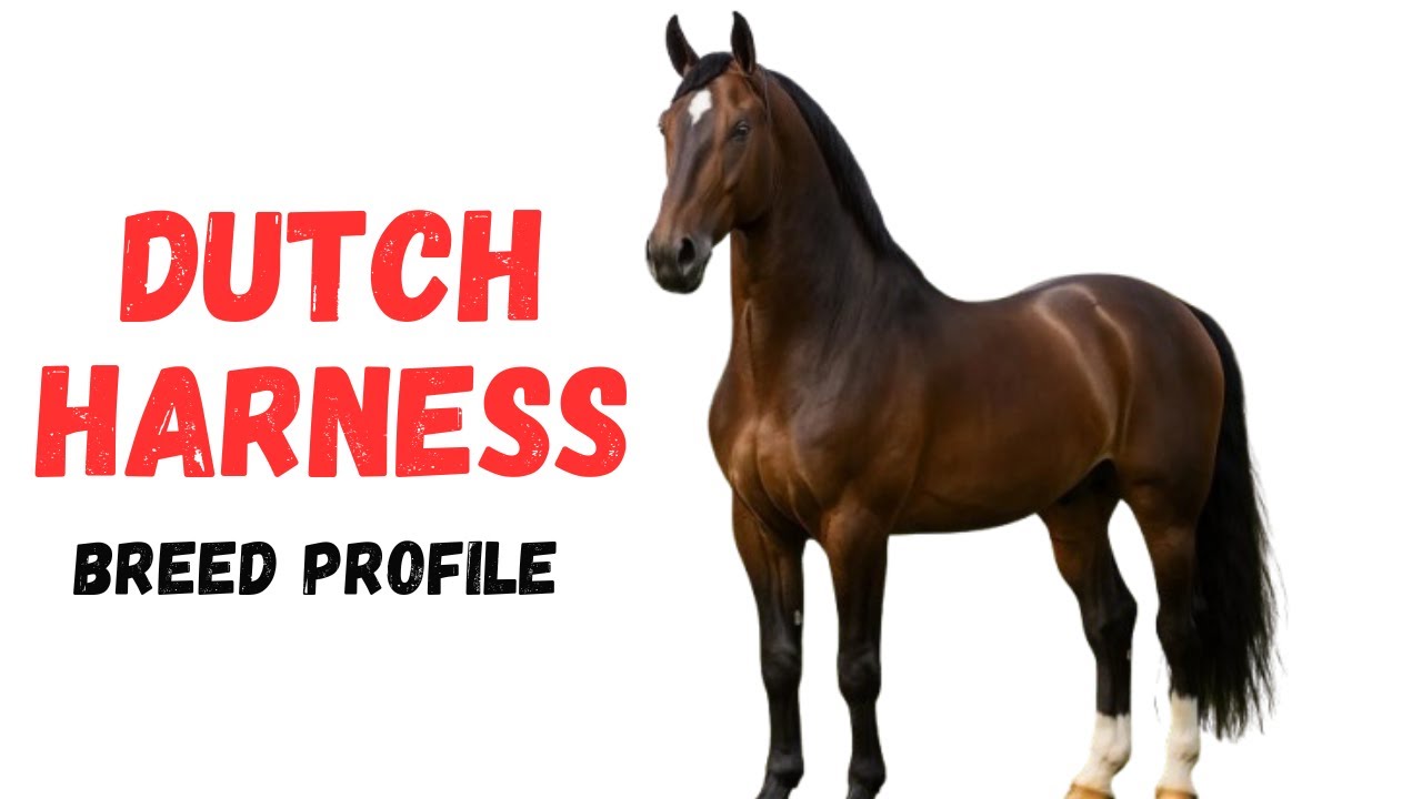 Dutch Harness Horse Breed Profile History - Price - Characteristics - Training - Grooming