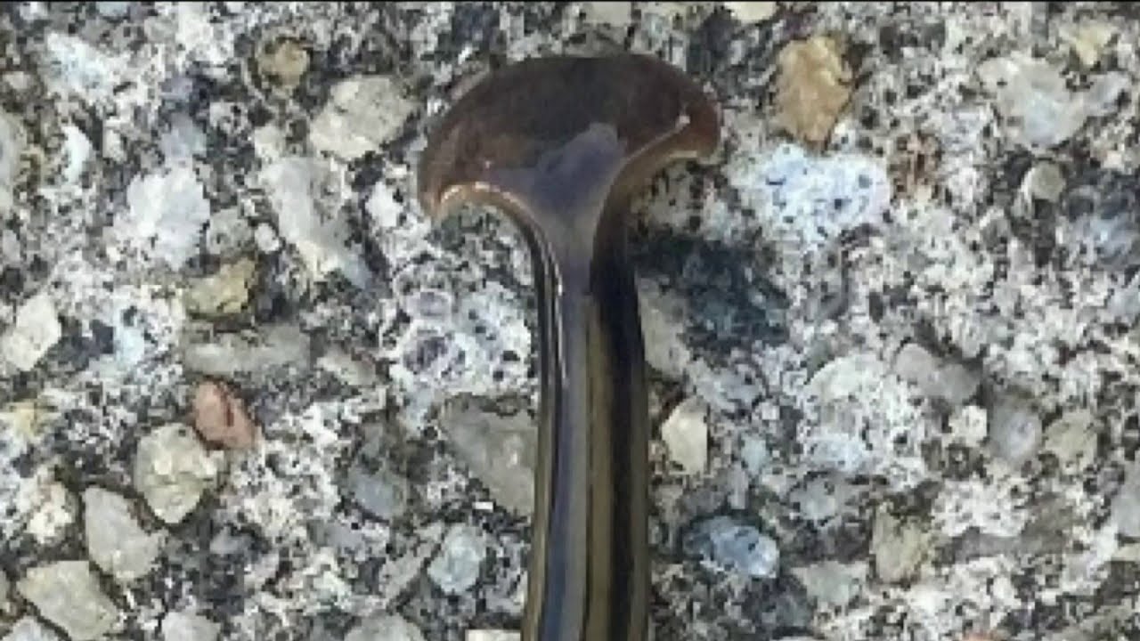 Here's what to do if you find a hammerhead flatworm in Houston