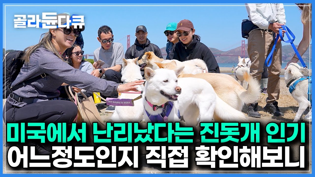 “진돗개는 차원이 달라요. 한단계 위죠”｜미국에 제대로 불었다는 진돗개 열풍 직접 확인해보니｜다큐프라임｜#골라듄다큐